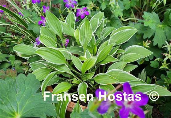 Hosta Paradise Parade